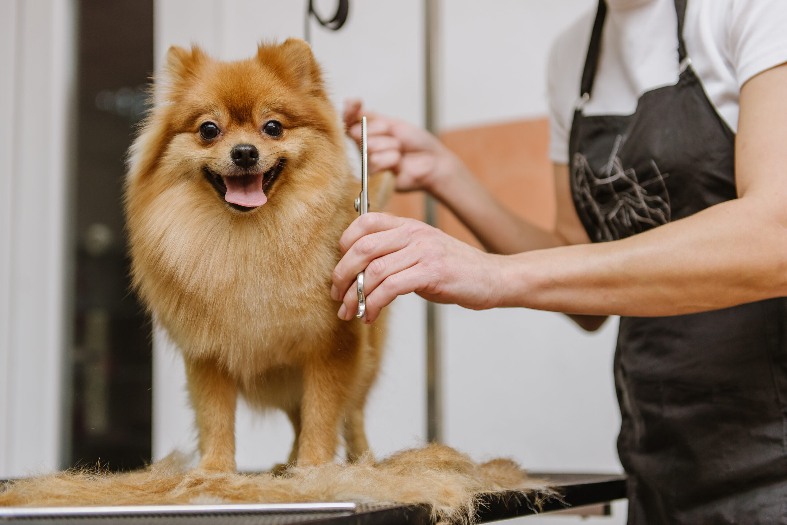 grooming dogs Spitz Pomeranian in the cabin. Professional care for the dog.